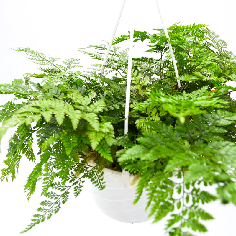 Rabbit Foot Fern (Davallia Fejeensis)