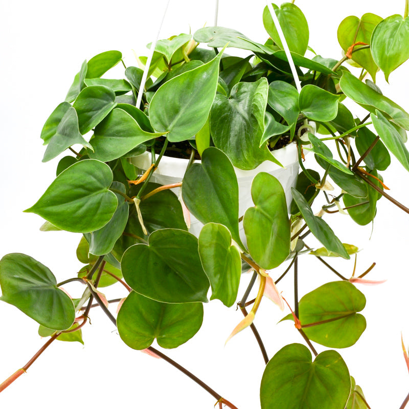 Heart Leaf Philodendron (Hederaceum)