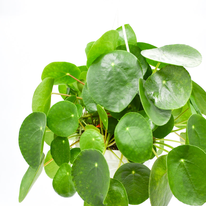Chinese Money Plant (Pilea peperomioides)