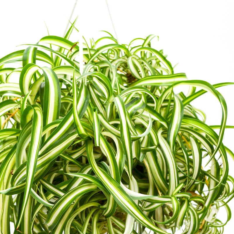 Curly Spider Plant "Bonnie" (Chlorophytum comosum)