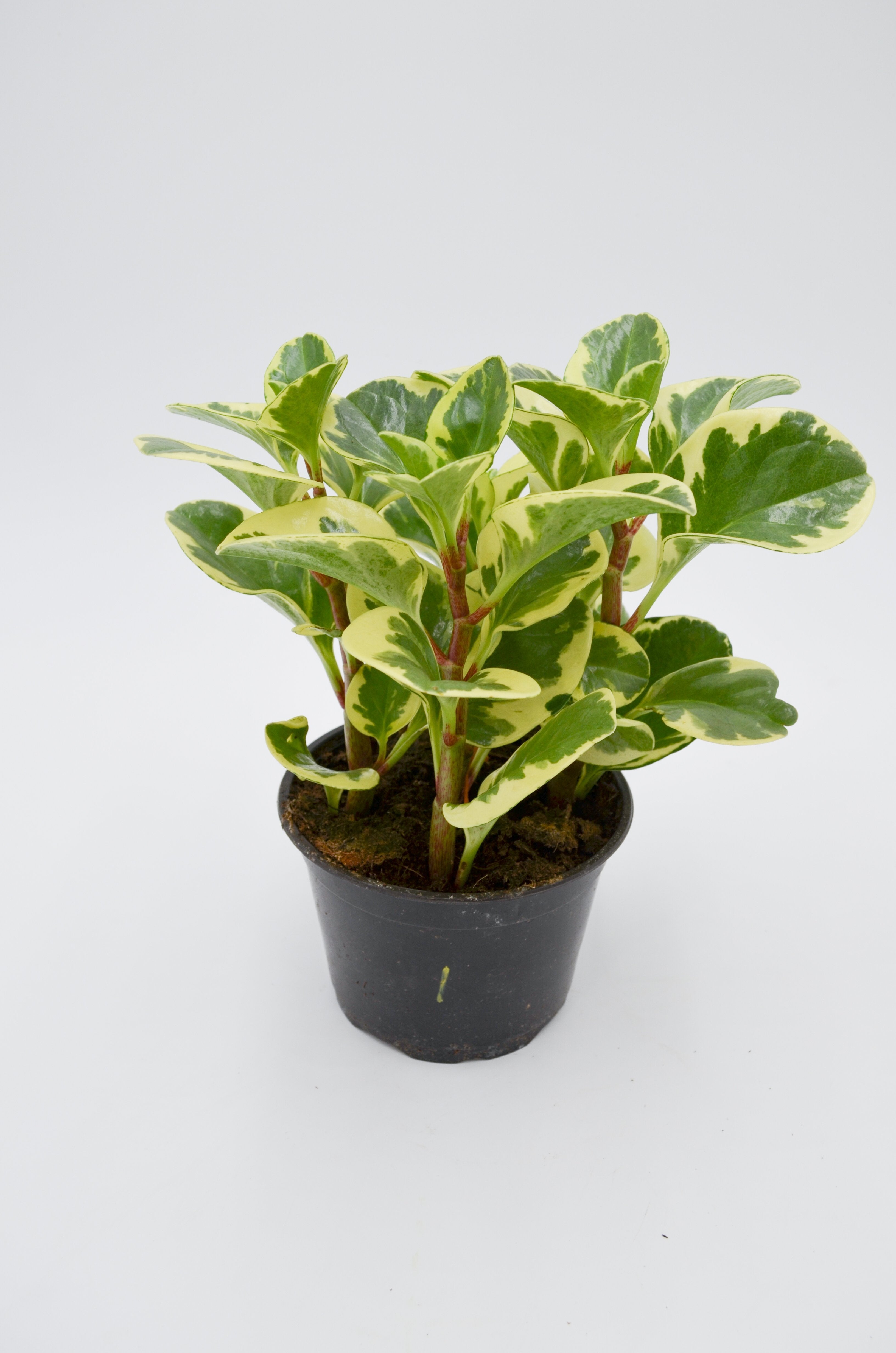 Variegated Baby Rubber Plant (Peperomia obtusifolia)