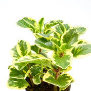 Variegated Baby Rubber Plant (Peperomia obtusifolia)