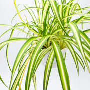 Spider Plant (Chlorophytum comosum)