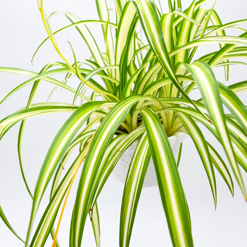 Spider Plant (Chlorophytum comosum)
