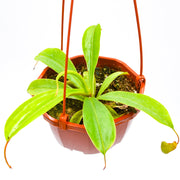 Pitcher Plant (Nepenthes alata)