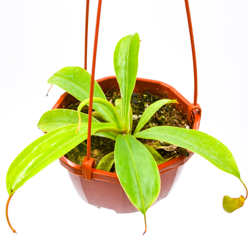 Pitcher Plant (Nepenthes alata)