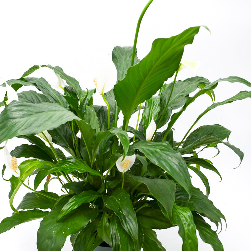 Peace Lily (Spathiphyllum)