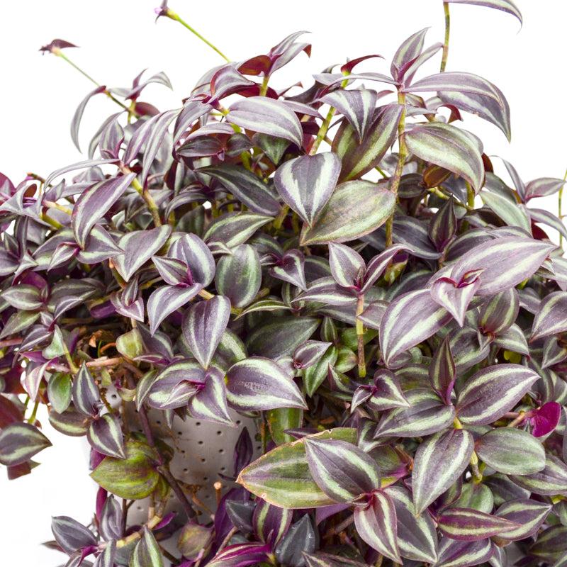 Tradescantia "Purple Zebra" (Tradescantia zebrina)
