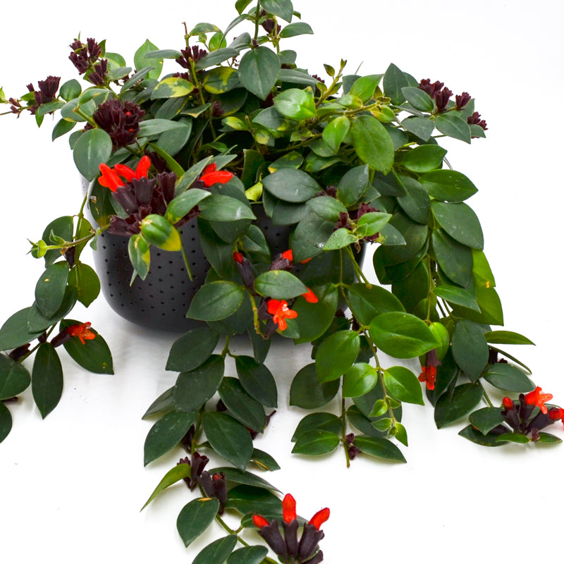 Lipstick Plant  (Aeschynanthus)