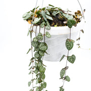 String of Hearts (Ceropegia woodi)