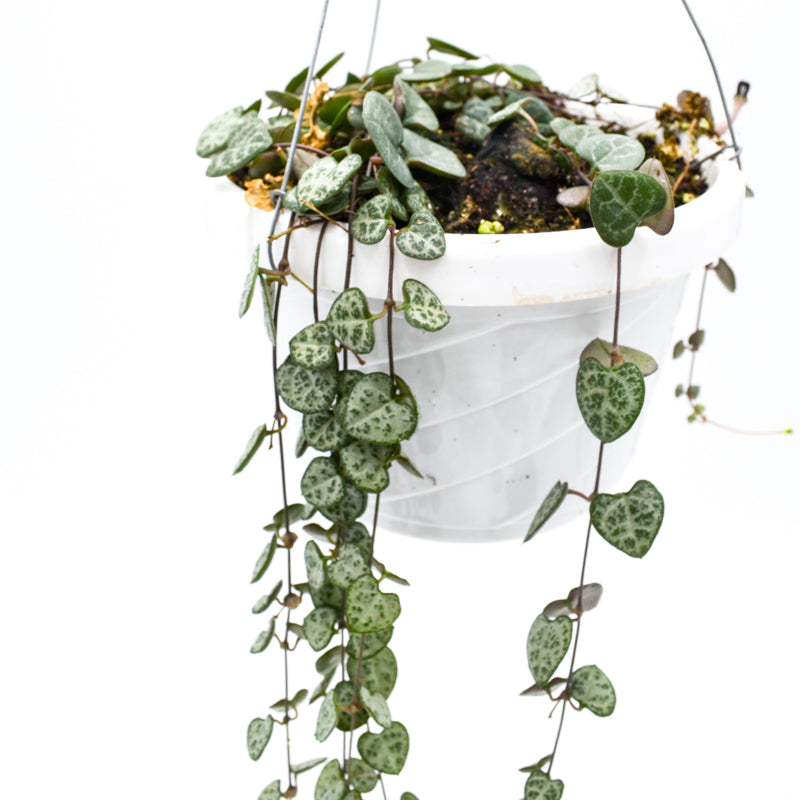 String of Hearts (Ceropegia woodi)