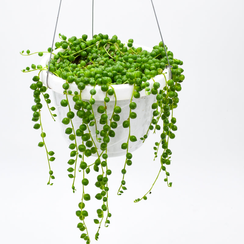 String of Pearls (Senecio rowleyanus)
