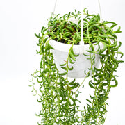String of Bananas (Senecio rowleyanus)