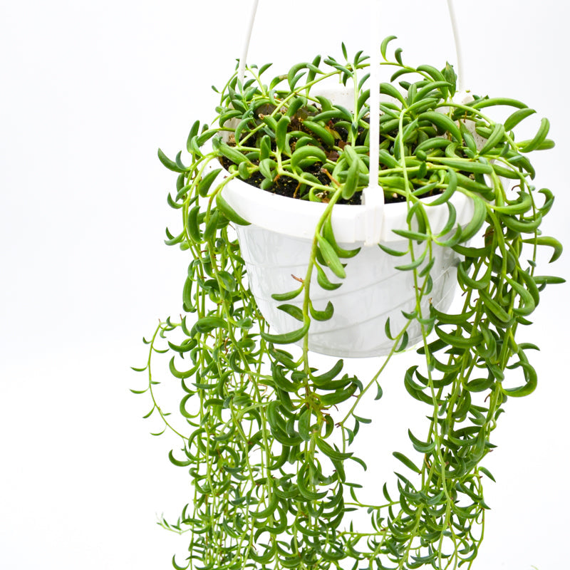 String of Bananas (Senecio rowleyanus)