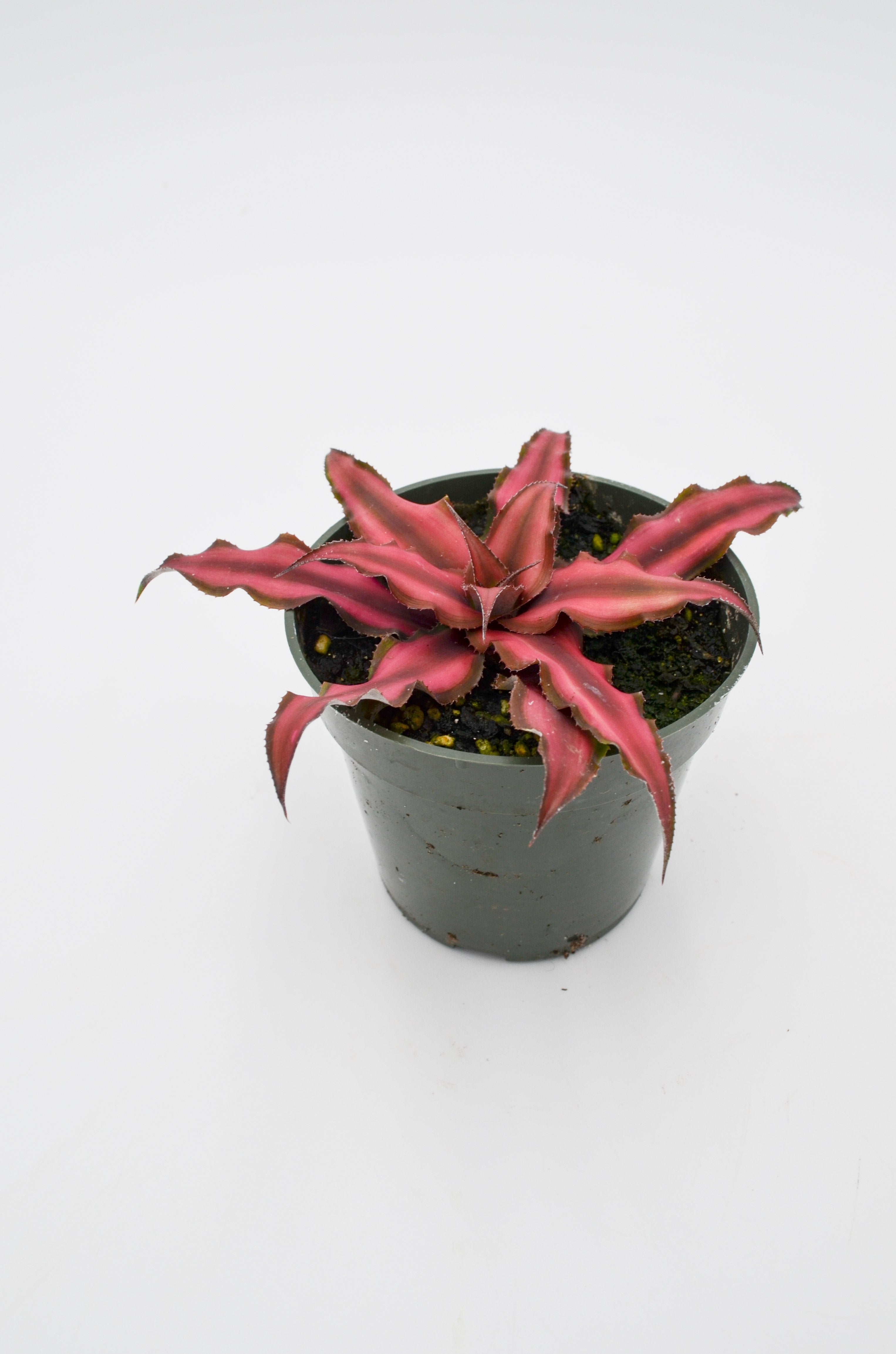 Earth Star Bromeliad (Cryptanthus bivittatus)