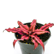 Earth Star Bromeliad (Cryptanthus bivittatus)