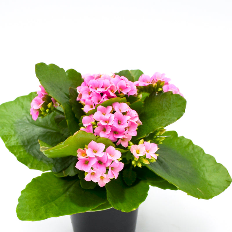 Kalanchoe (various colors)