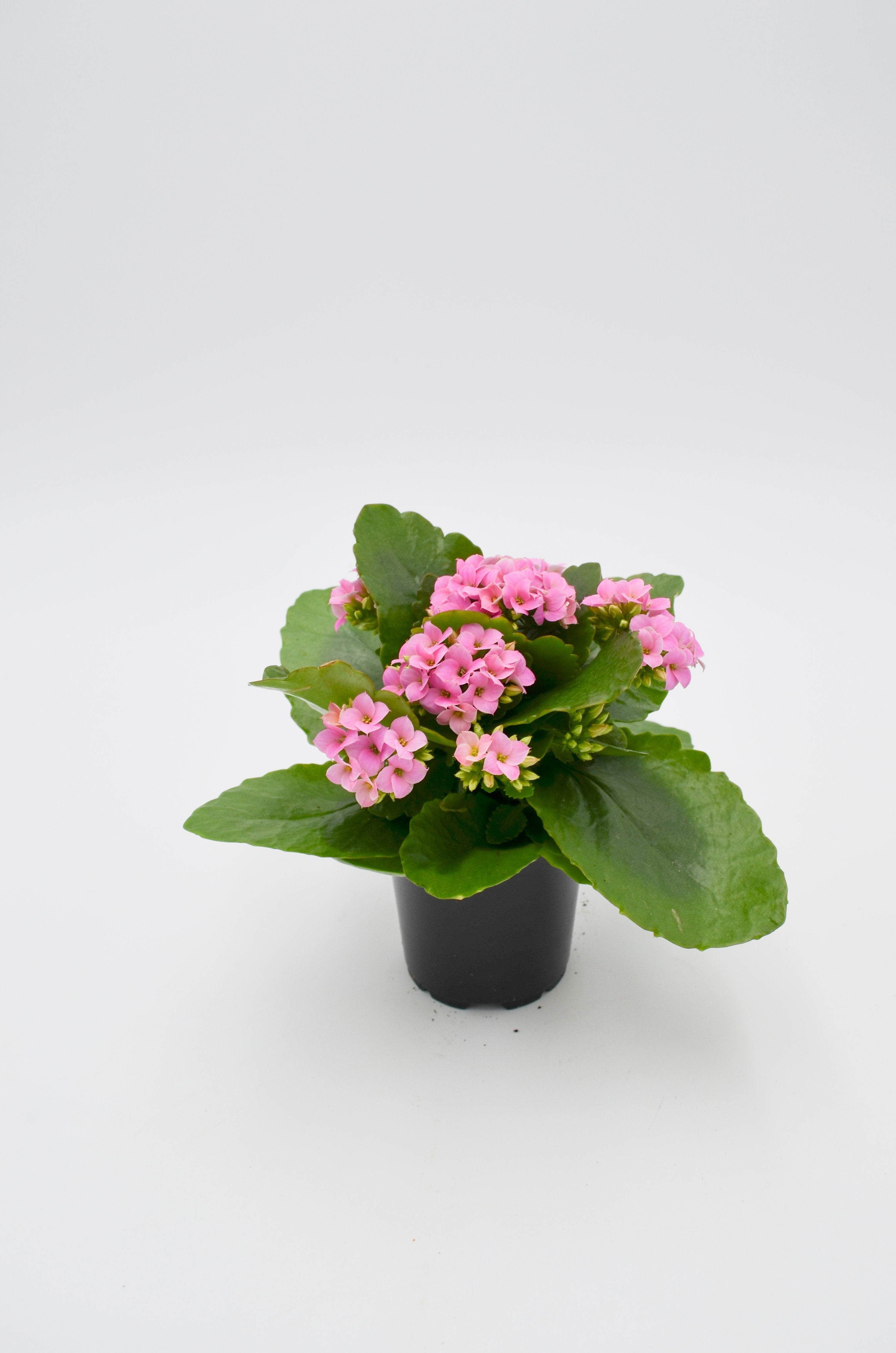 Kalanchoe (various colors)