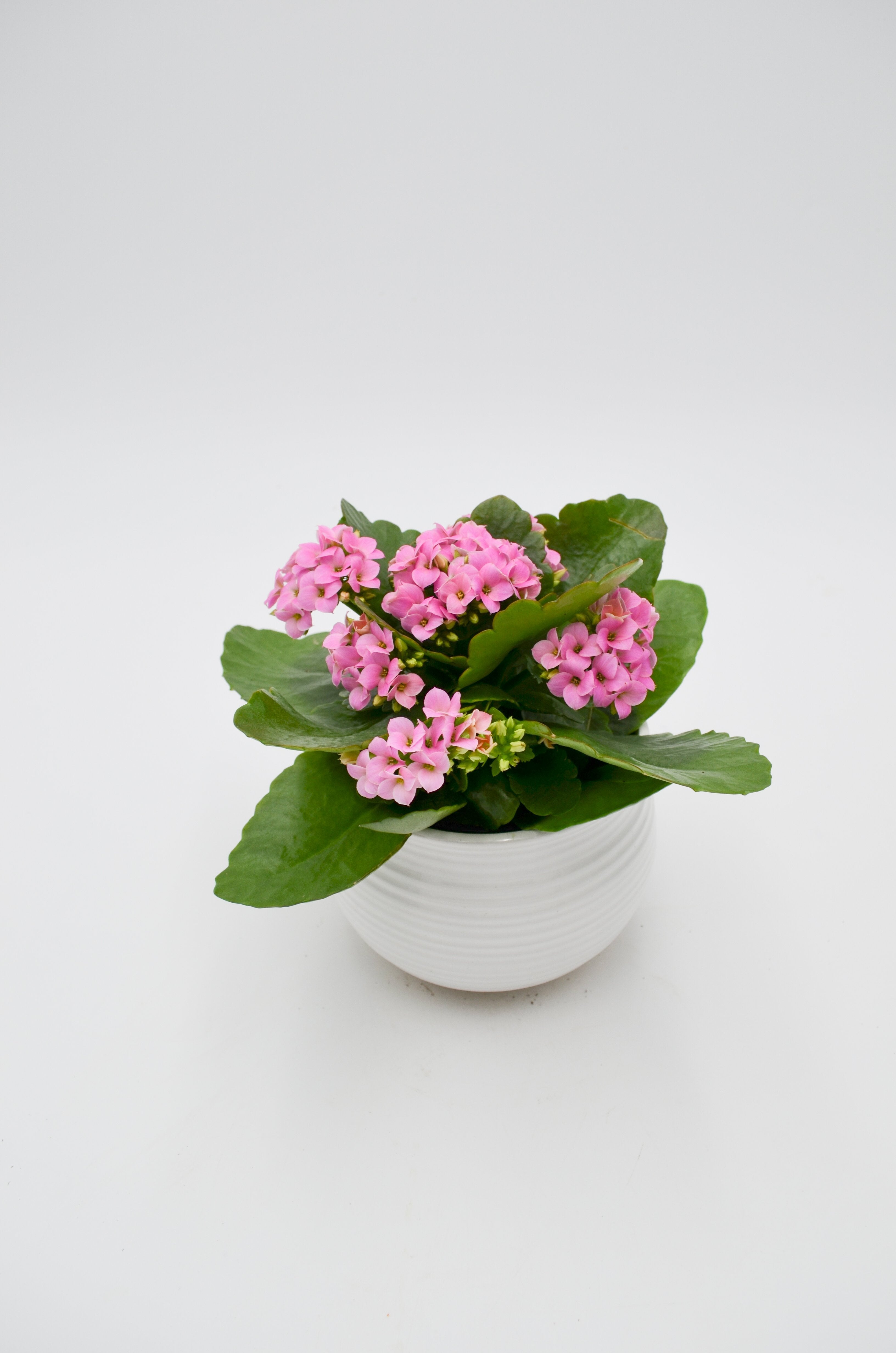 Kalanchoe (various colors)