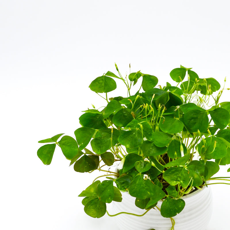Shamrock Plant (Oxalis)