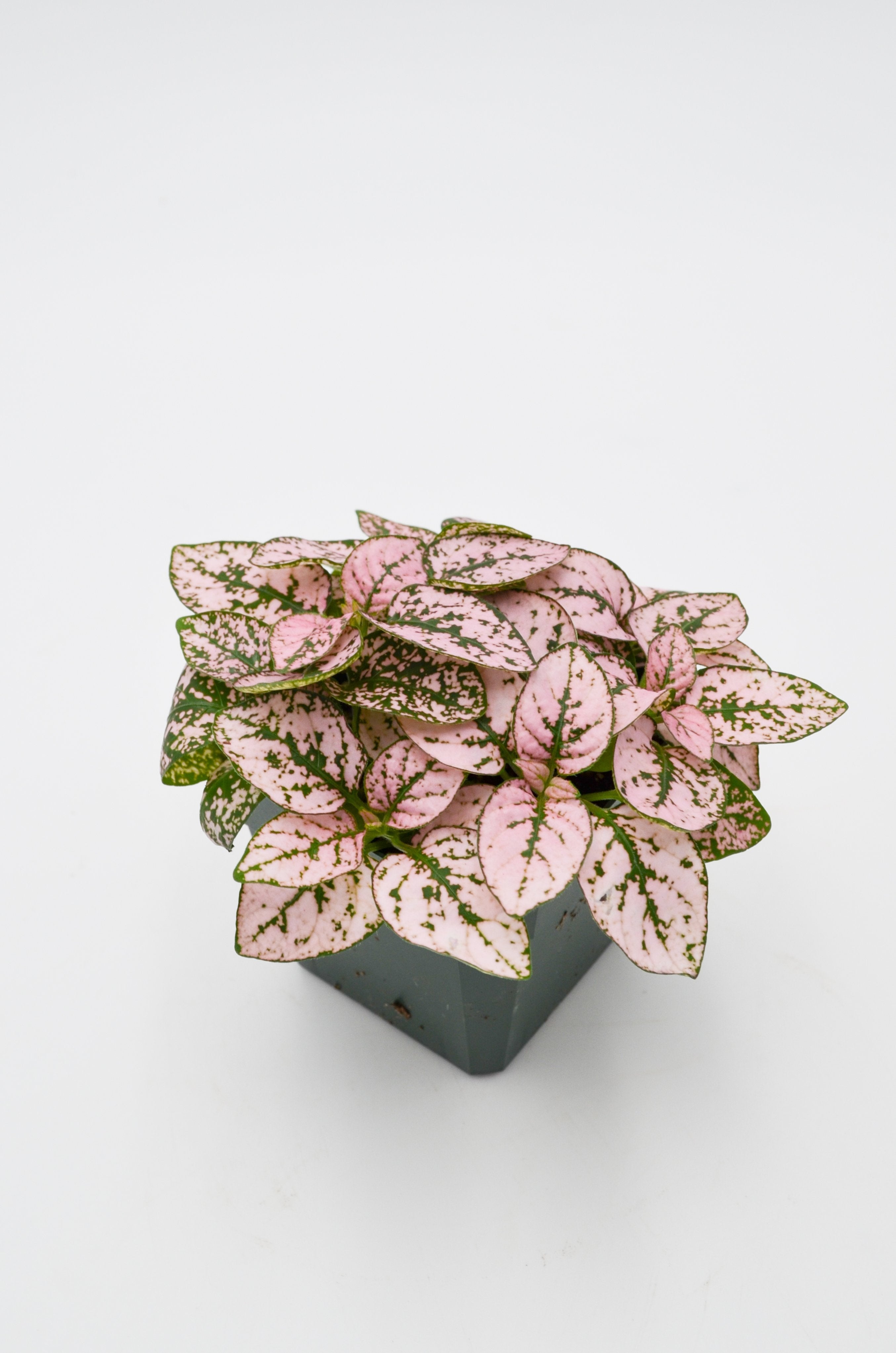 Polka Dot Plant (Hypoestes phyllostachya)