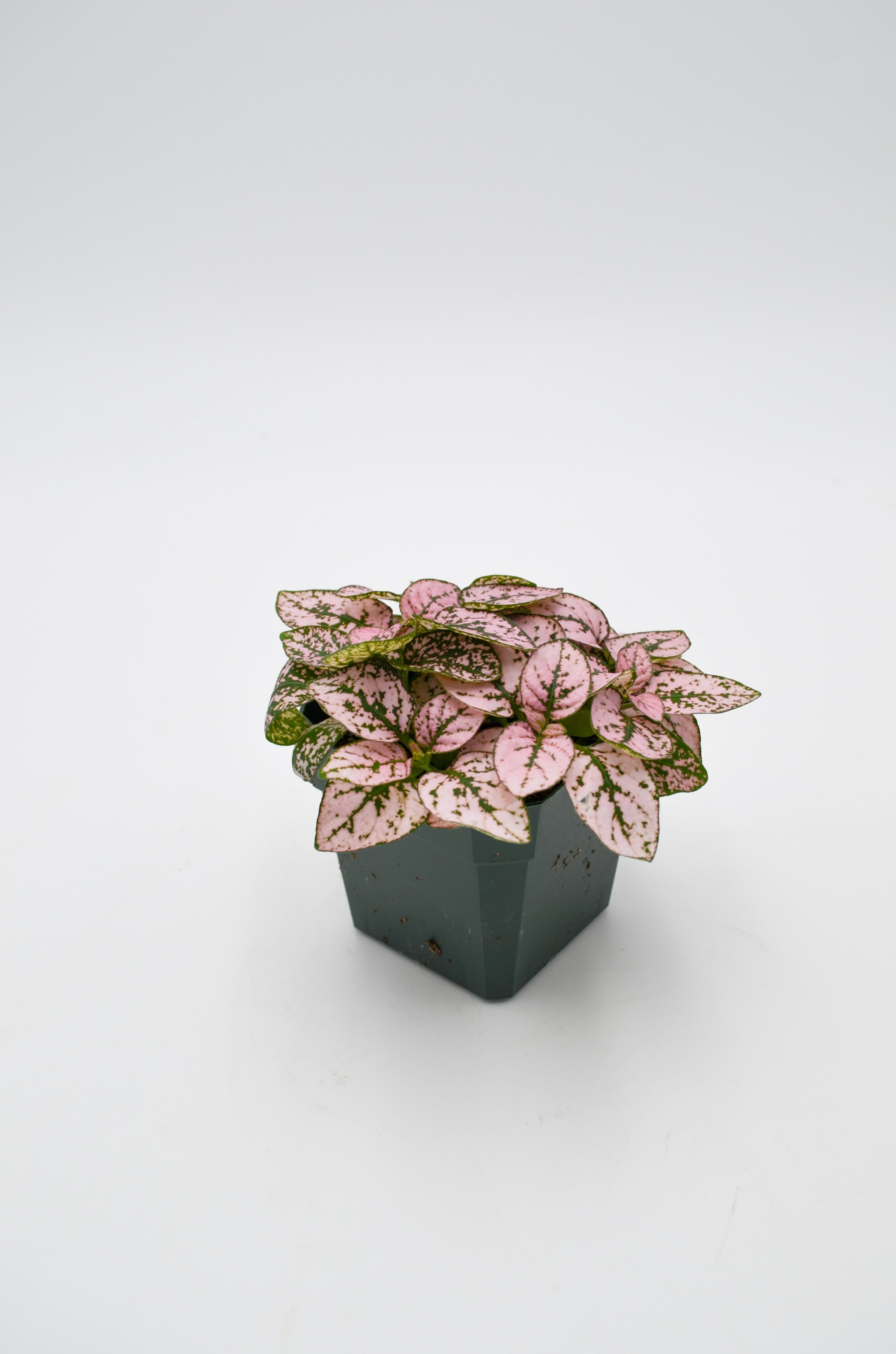 Polka Dot Plant (Hypoestes phyllostachya)