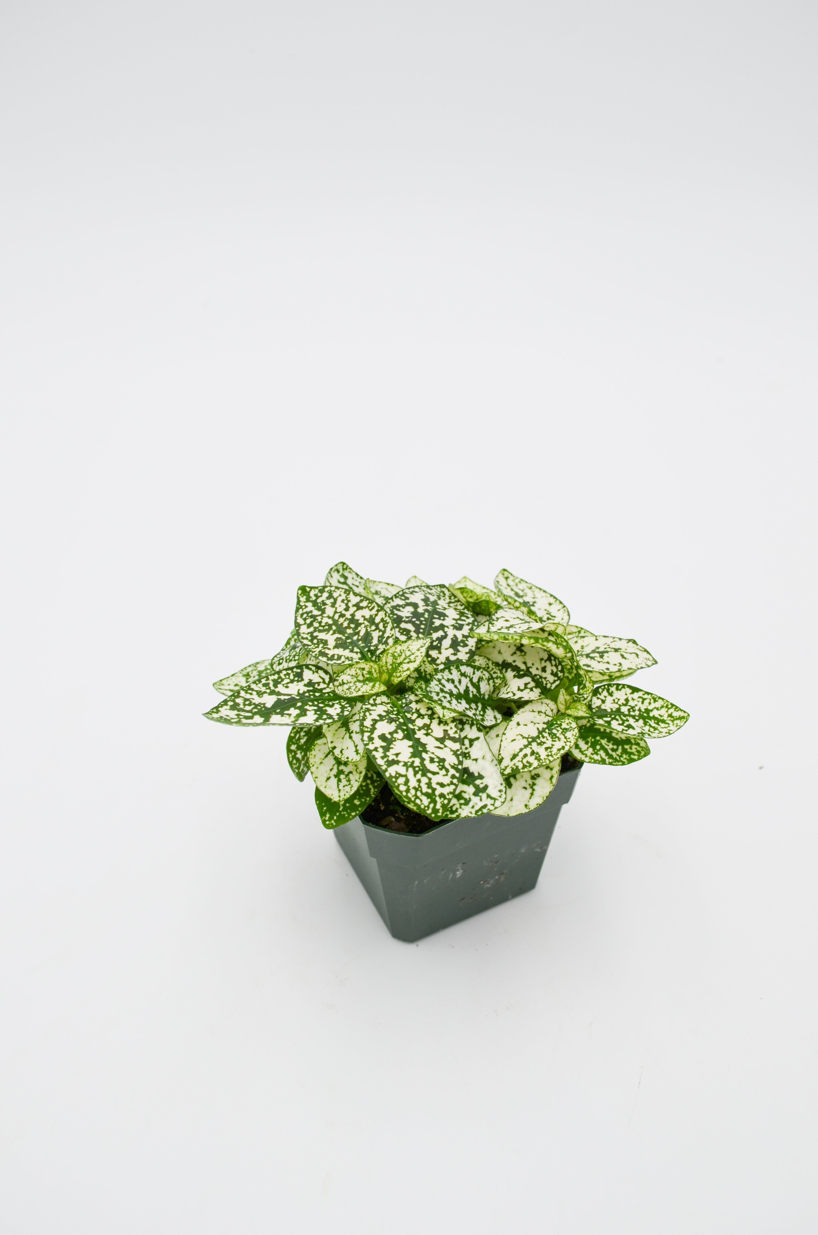 Polka Dot Plant (Hypoestes phyllostachya)