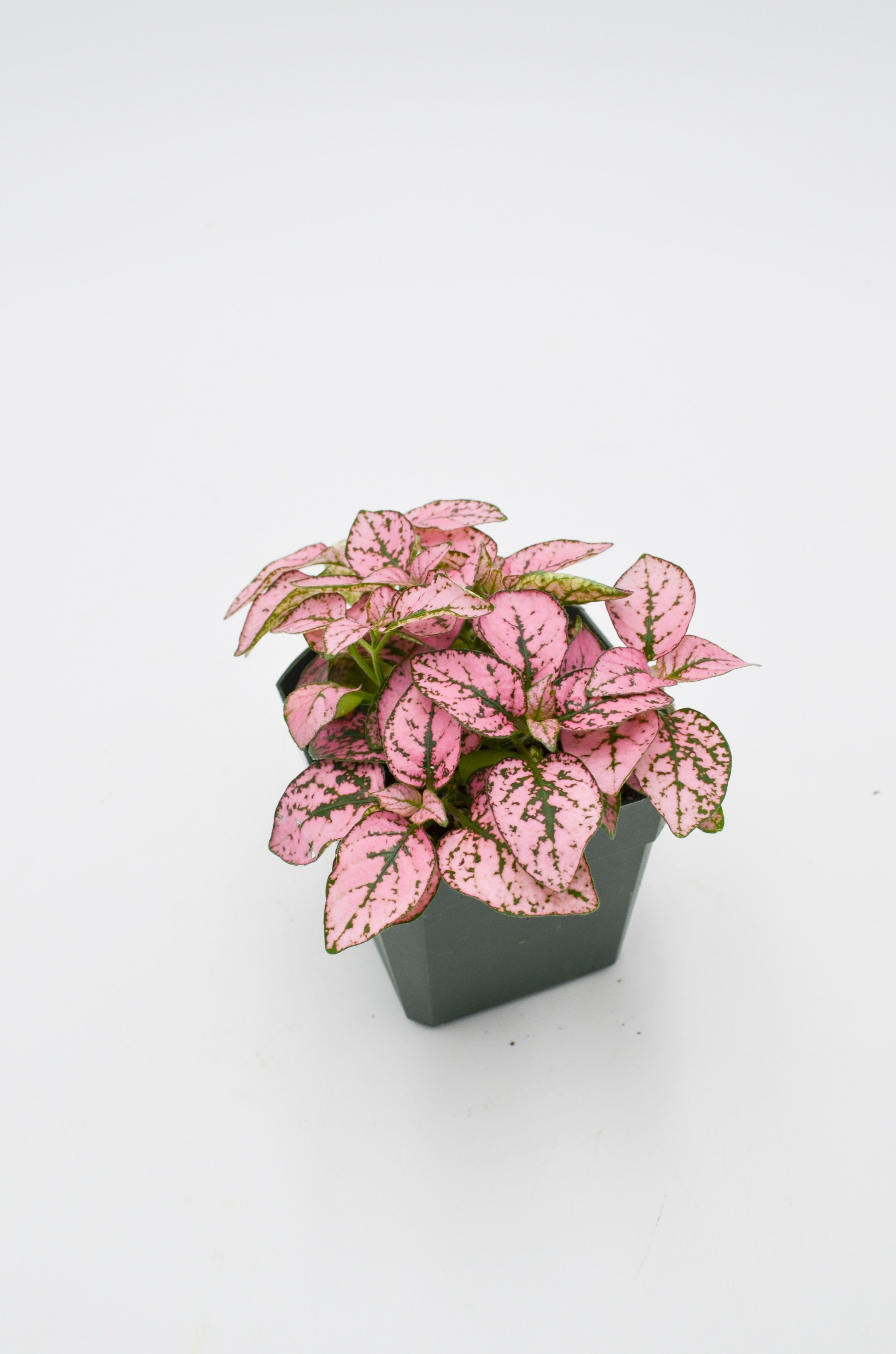 Polka Dot Plant (Hypoestes phyllostachya)