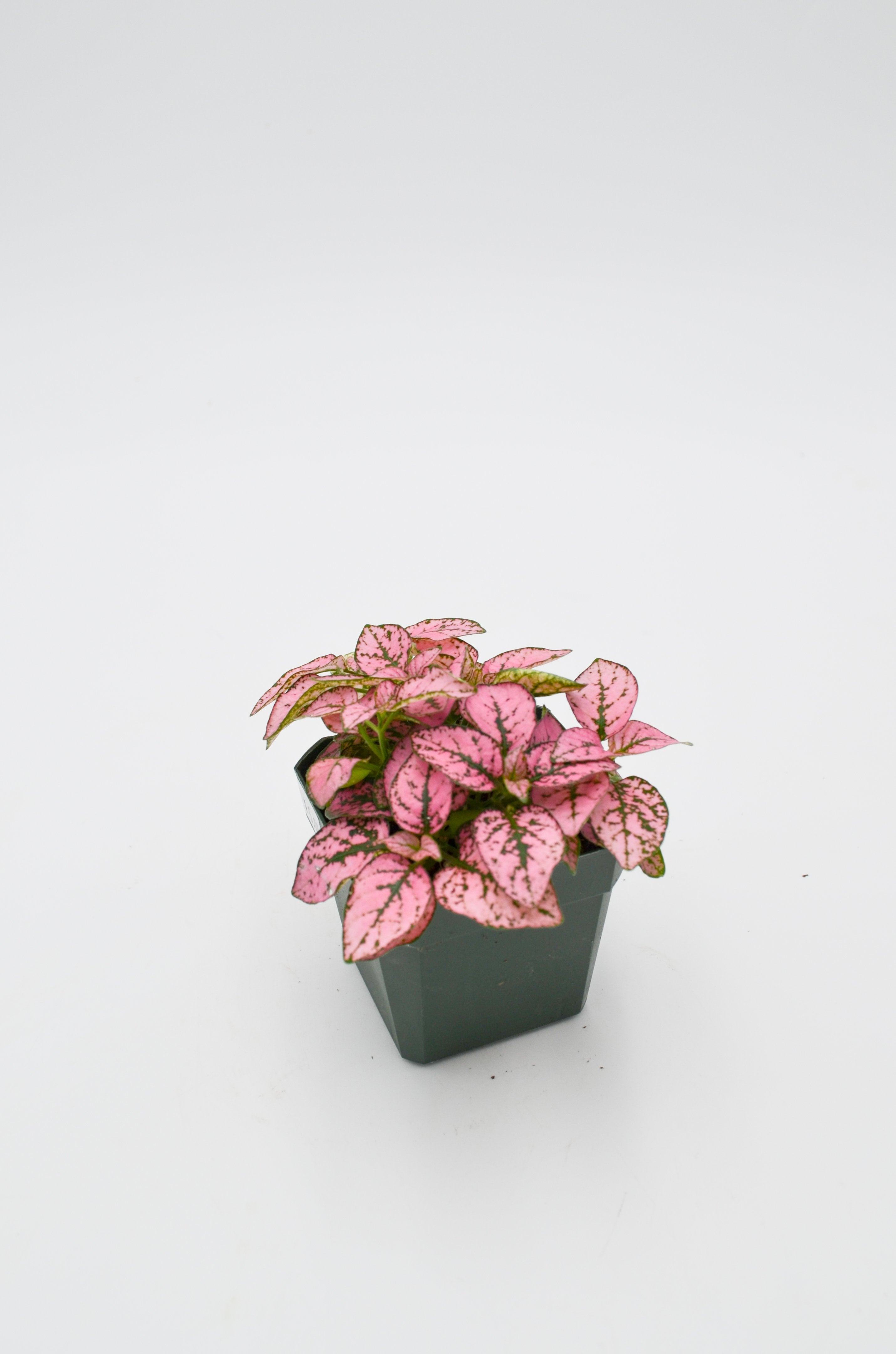 Polka Dot Plant (Hypoestes phyllostachya)