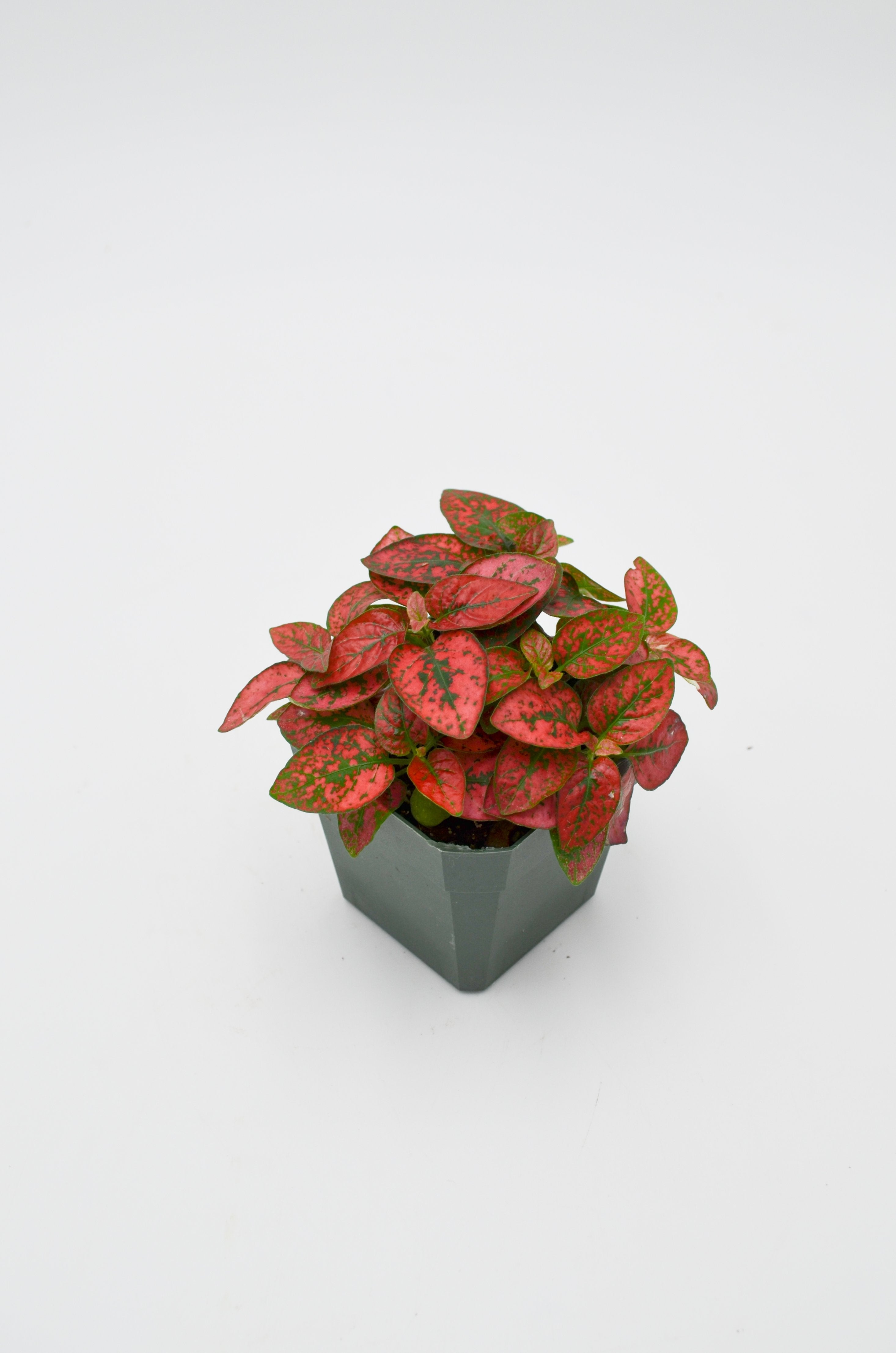 Polka Dot Plant (Hypoestes phyllostachya)