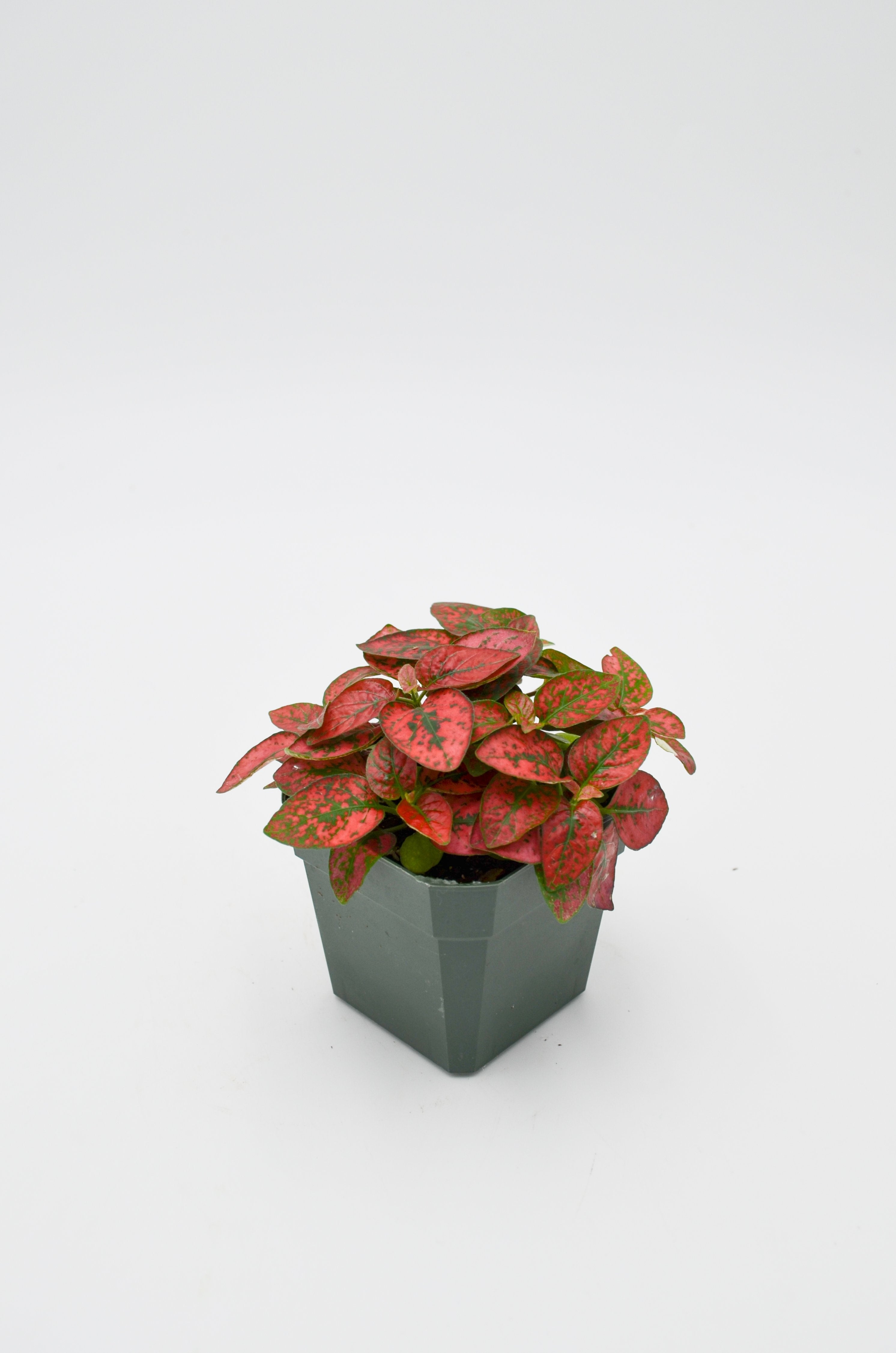 Polka Dot Plant (Hypoestes phyllostachya)