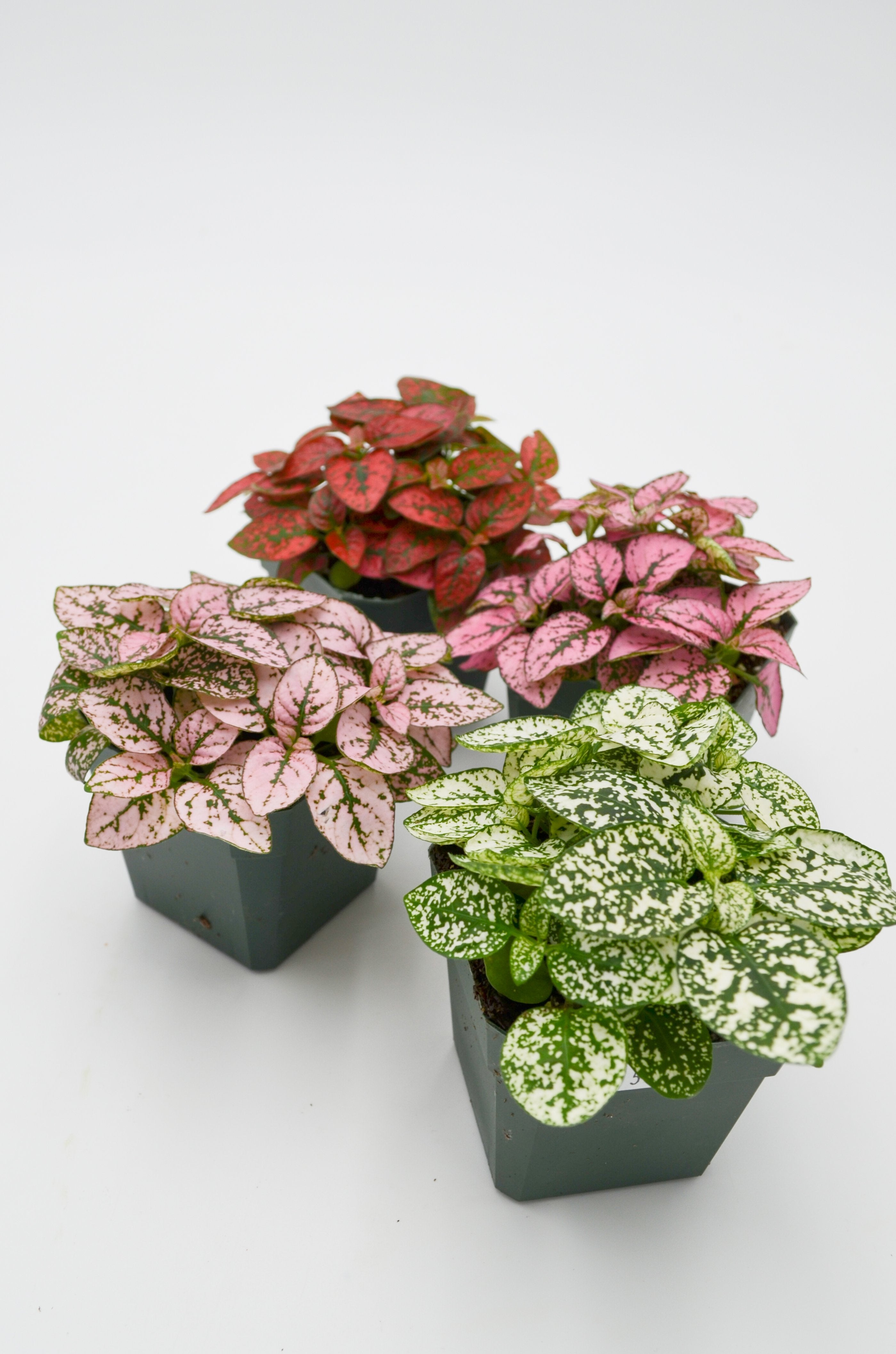 Polka Dot Plant (Hypoestes phyllostachya)