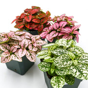 Polka Dot Plant (Hypoestes phyllostachya)