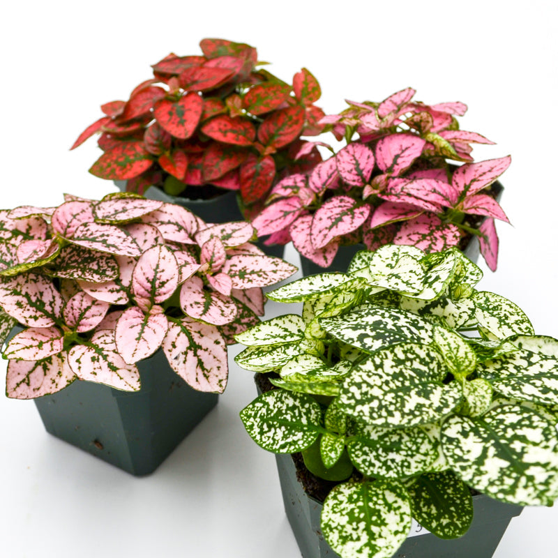 Polka Dot Plant (Hypoestes phyllostachya)