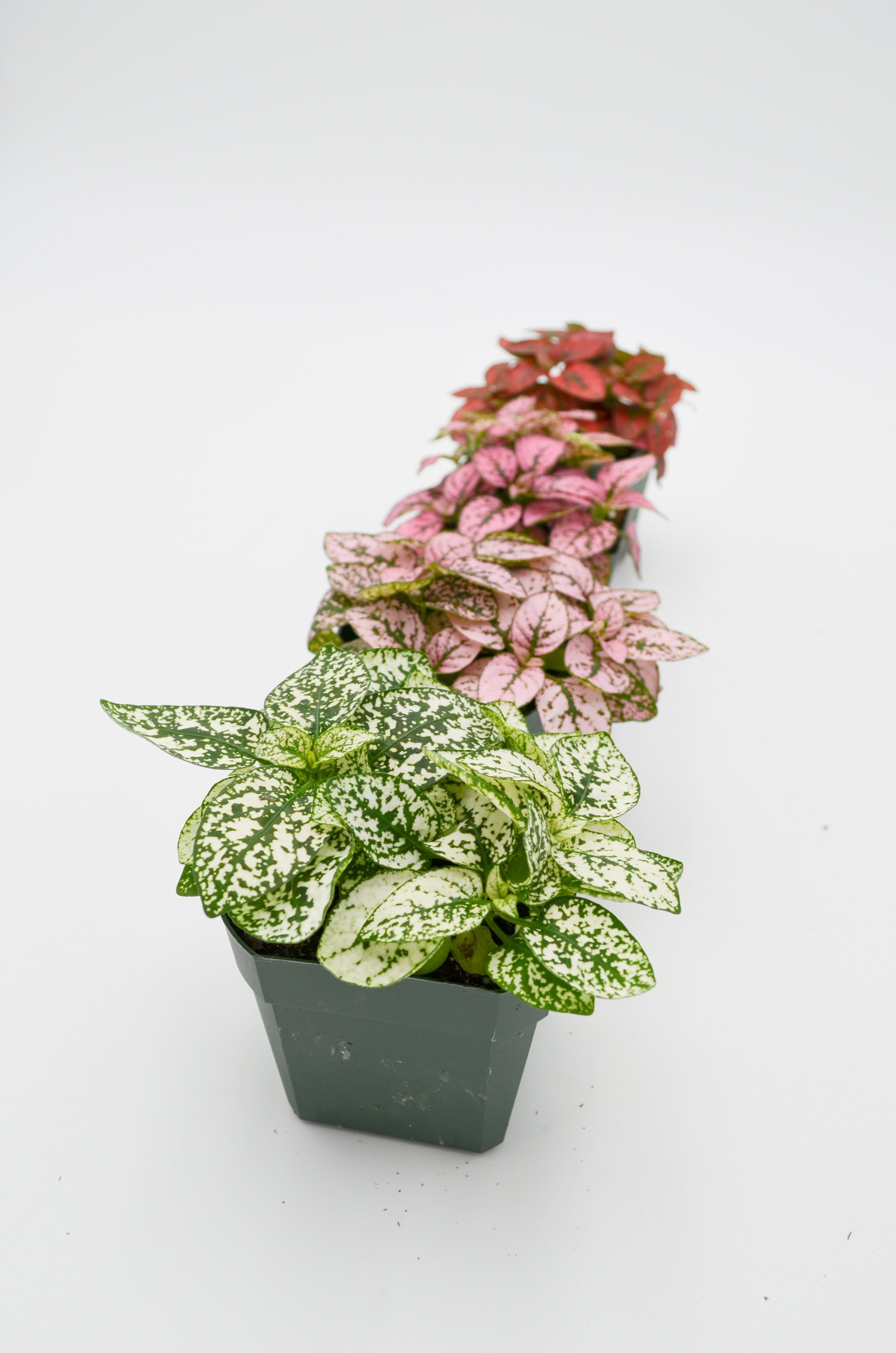 Polka Dot Plant (Hypoestes phyllostachya)