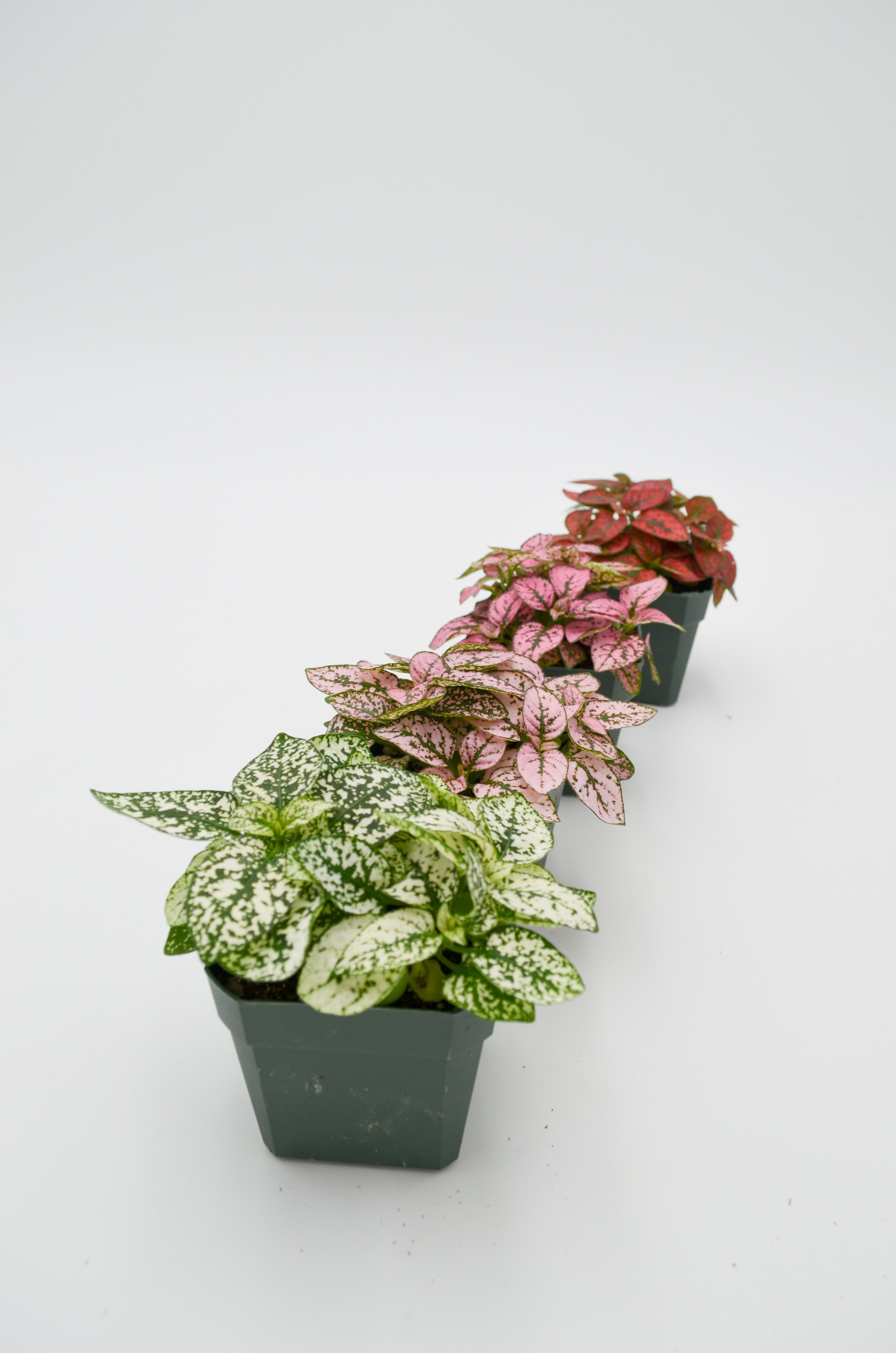 Polka Dot Plant (Hypoestes phyllostachya)