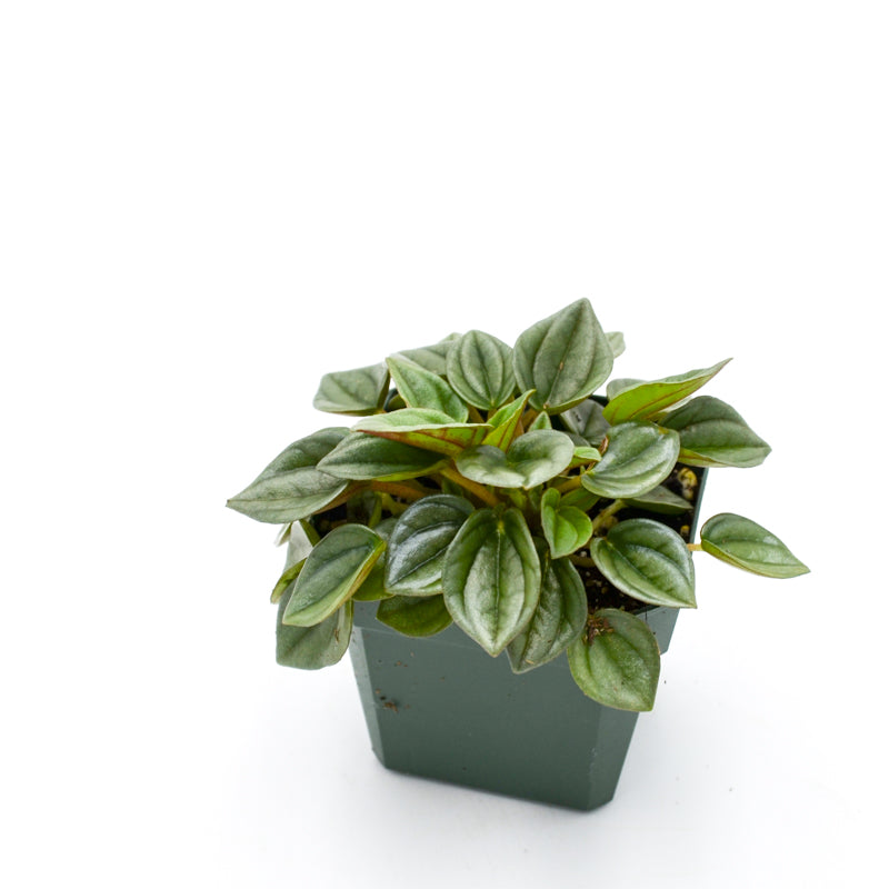 Peperomia Piccolo Banda
