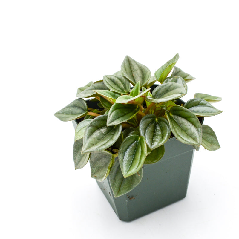Peperomia Piccolo Banda