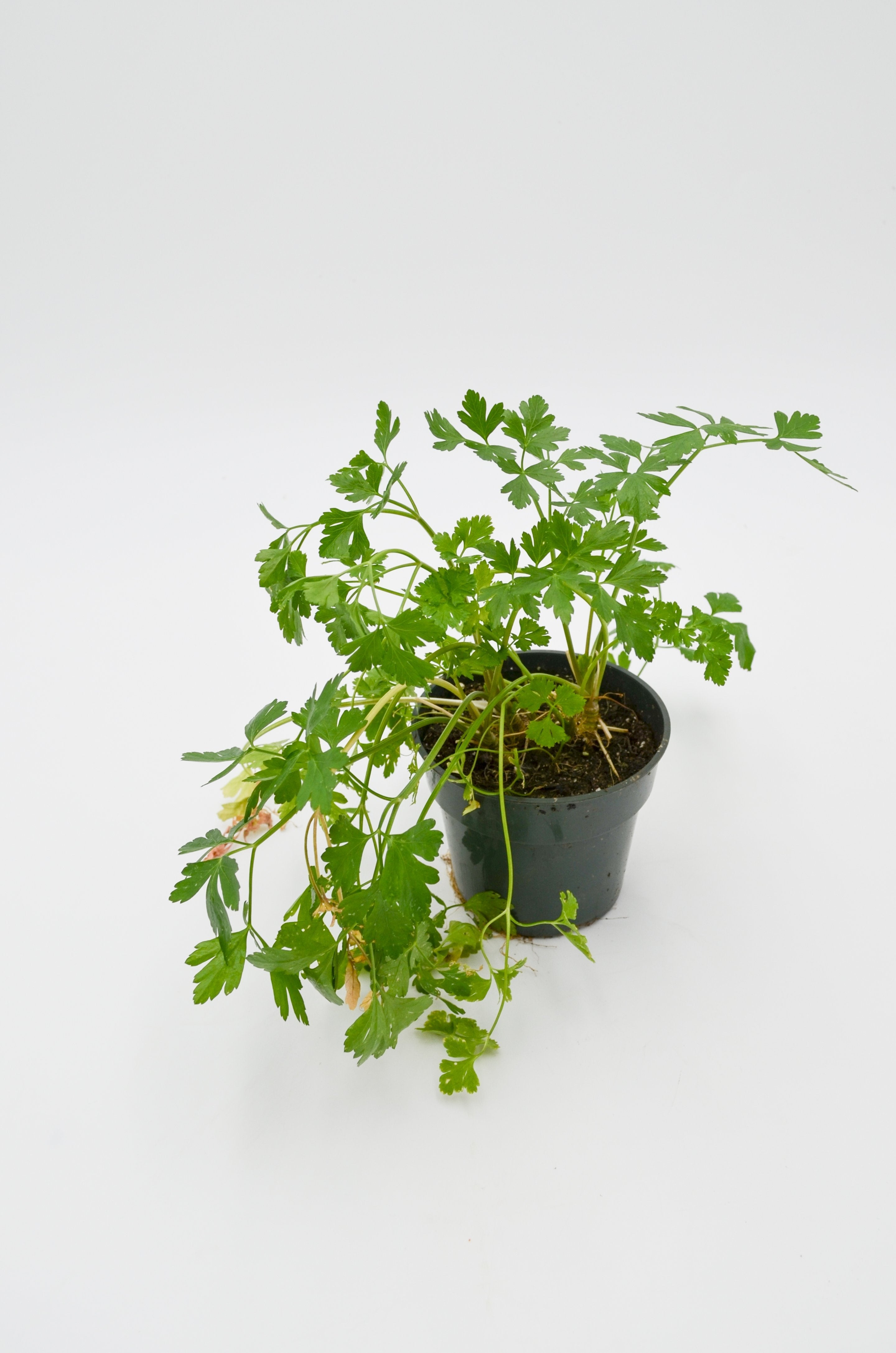 Cilantro Plant