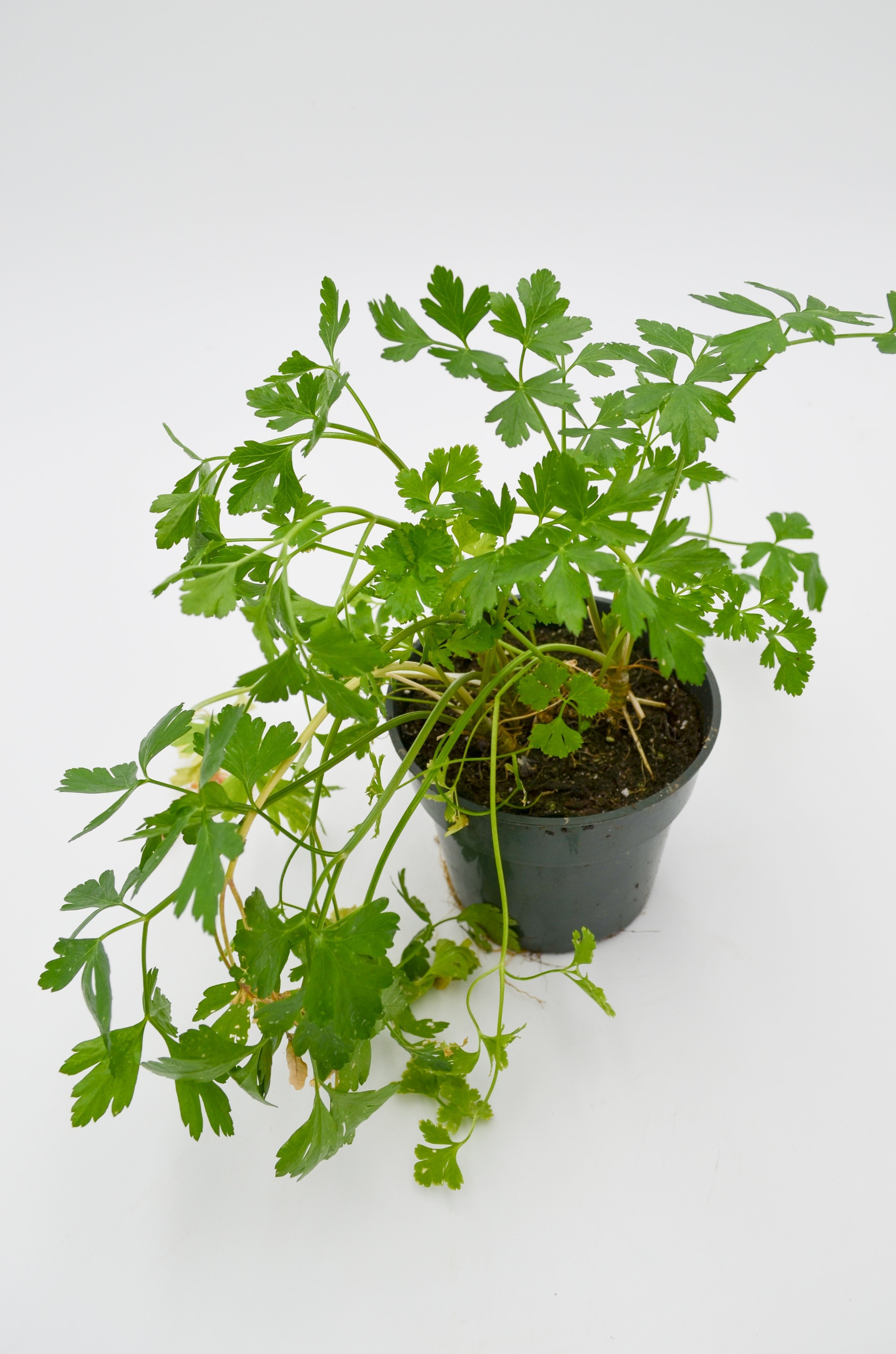 Cilantro Plant