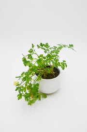 Cilantro Plant