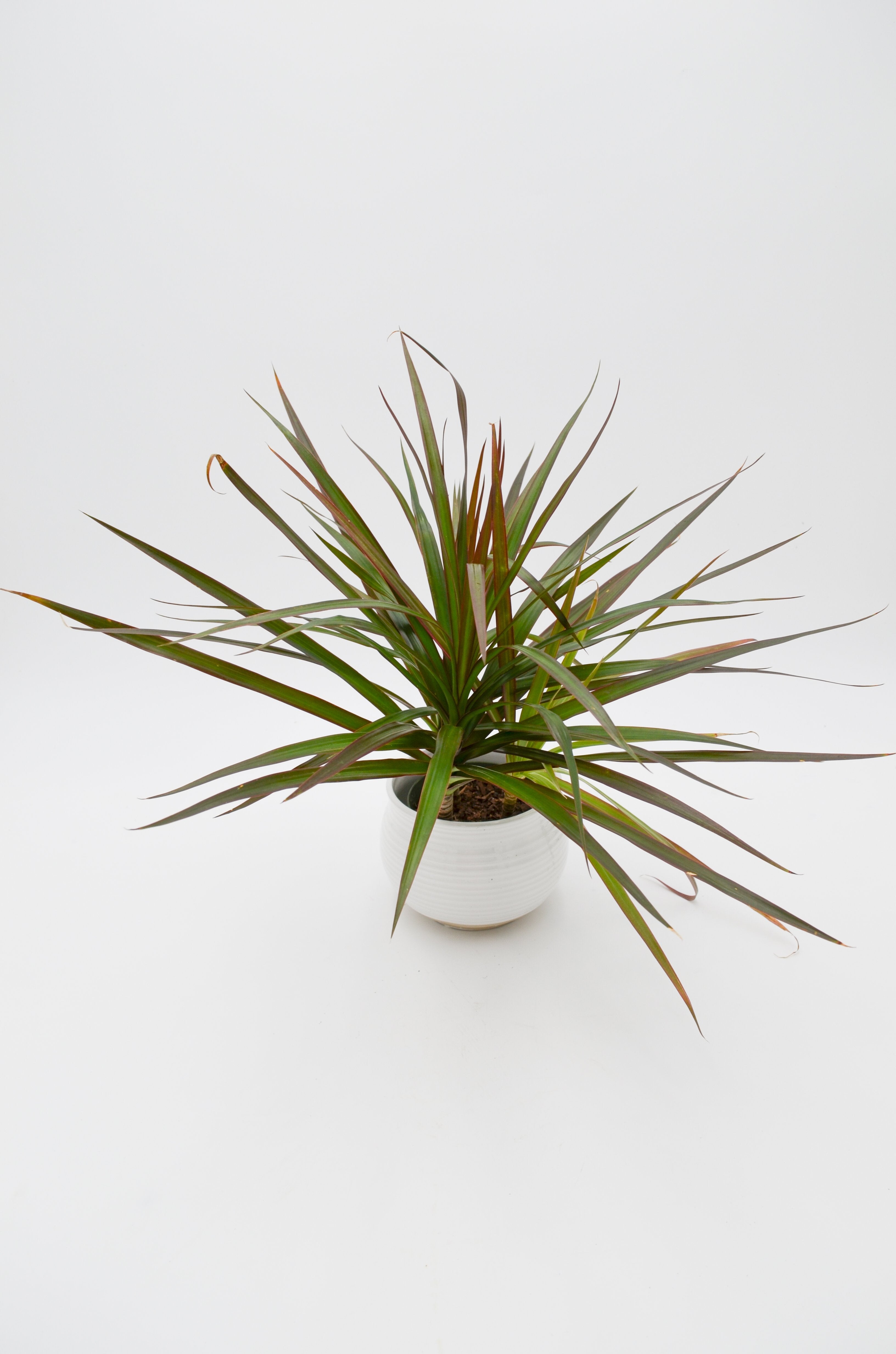 Dracaena 'Colorama'