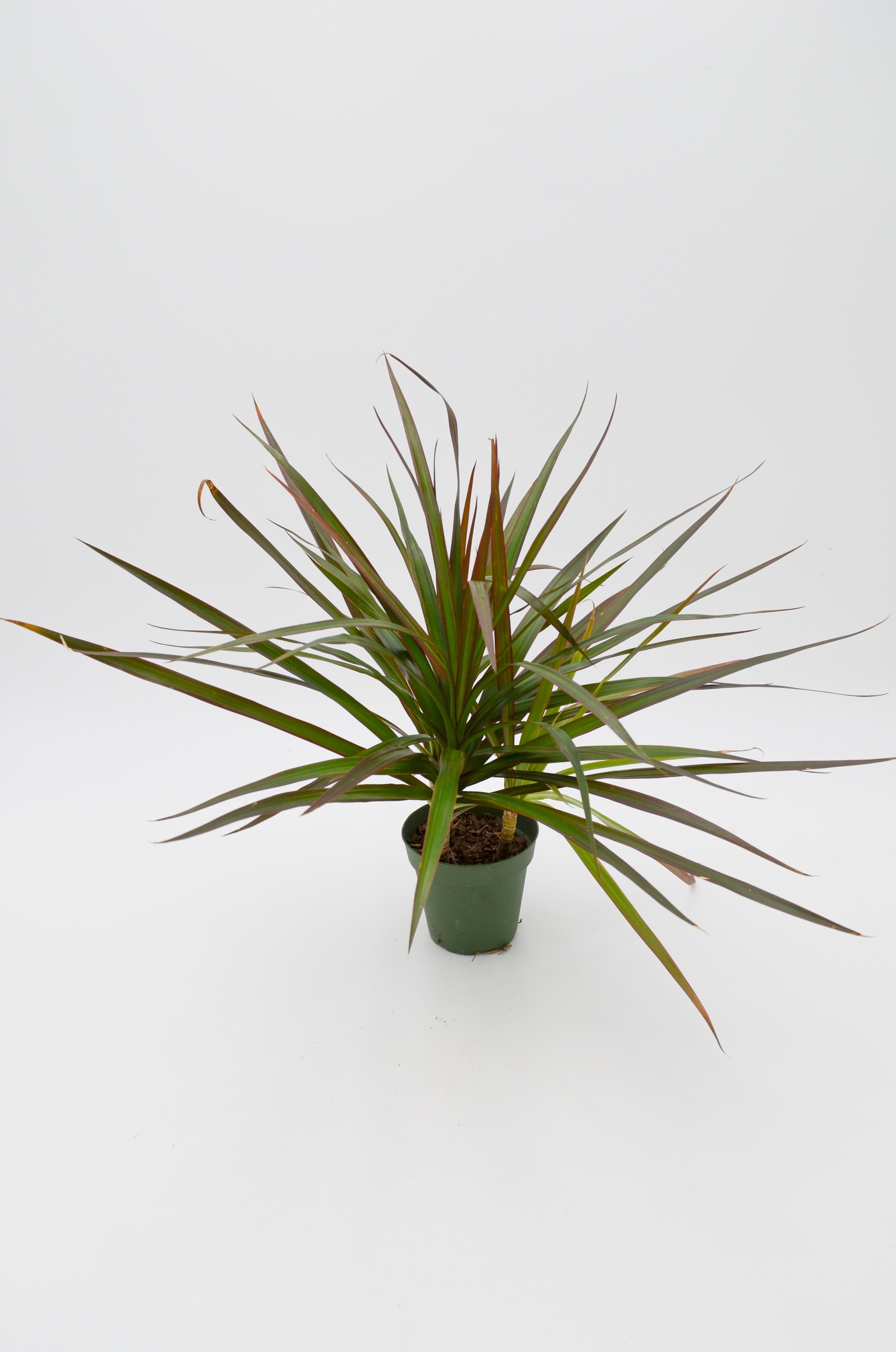 Dracaena 'Colorama'