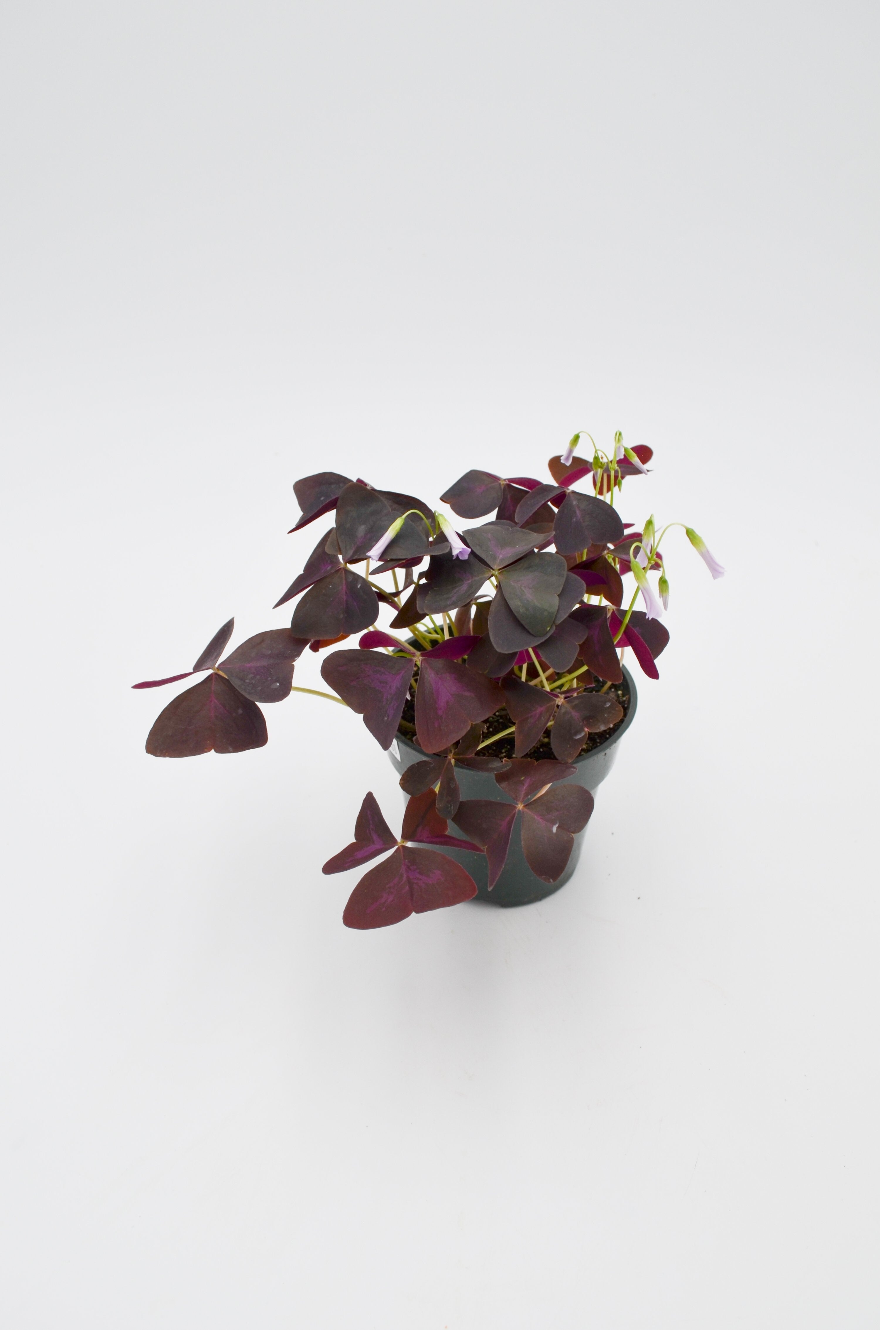 Shamrock Plant (Oxalis)