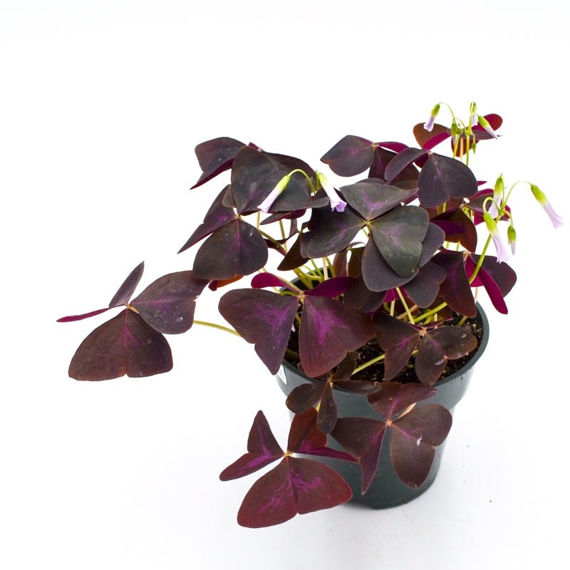 Shamrock Plant (Oxalis)