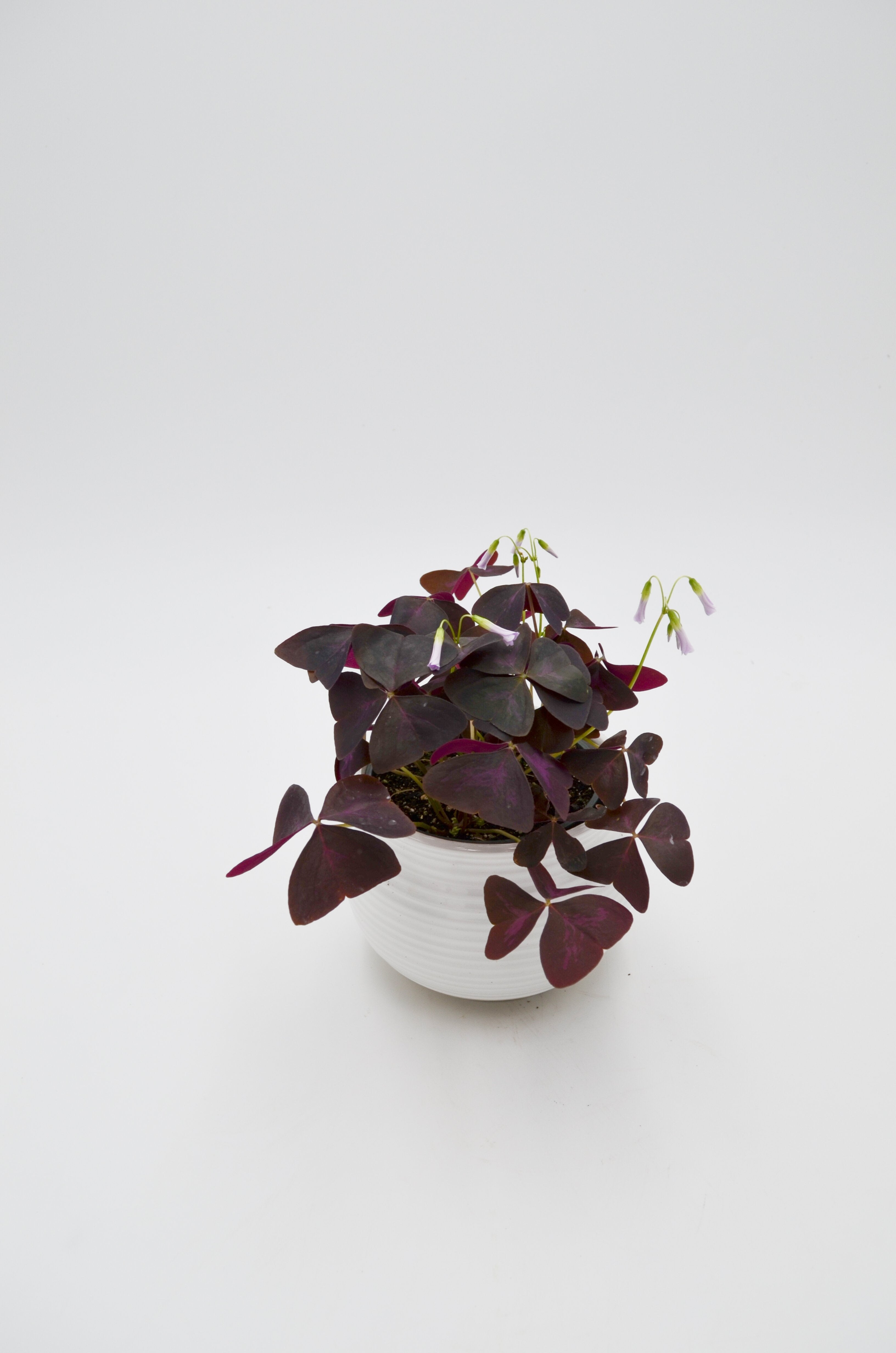 Shamrock Plant (Oxalis)