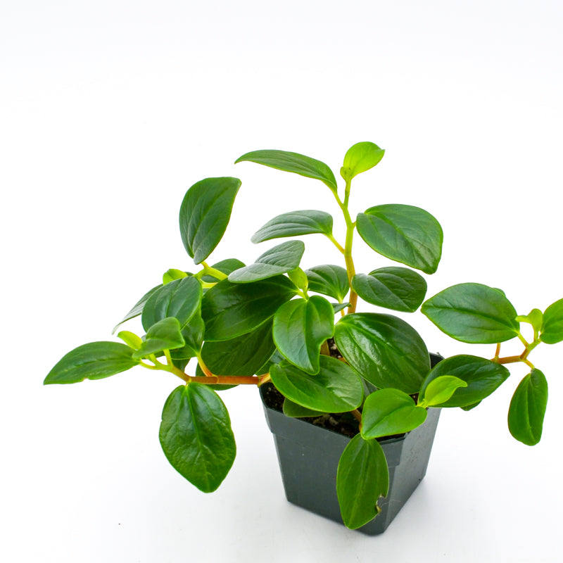 Peperomia Glabella/ Cubensis