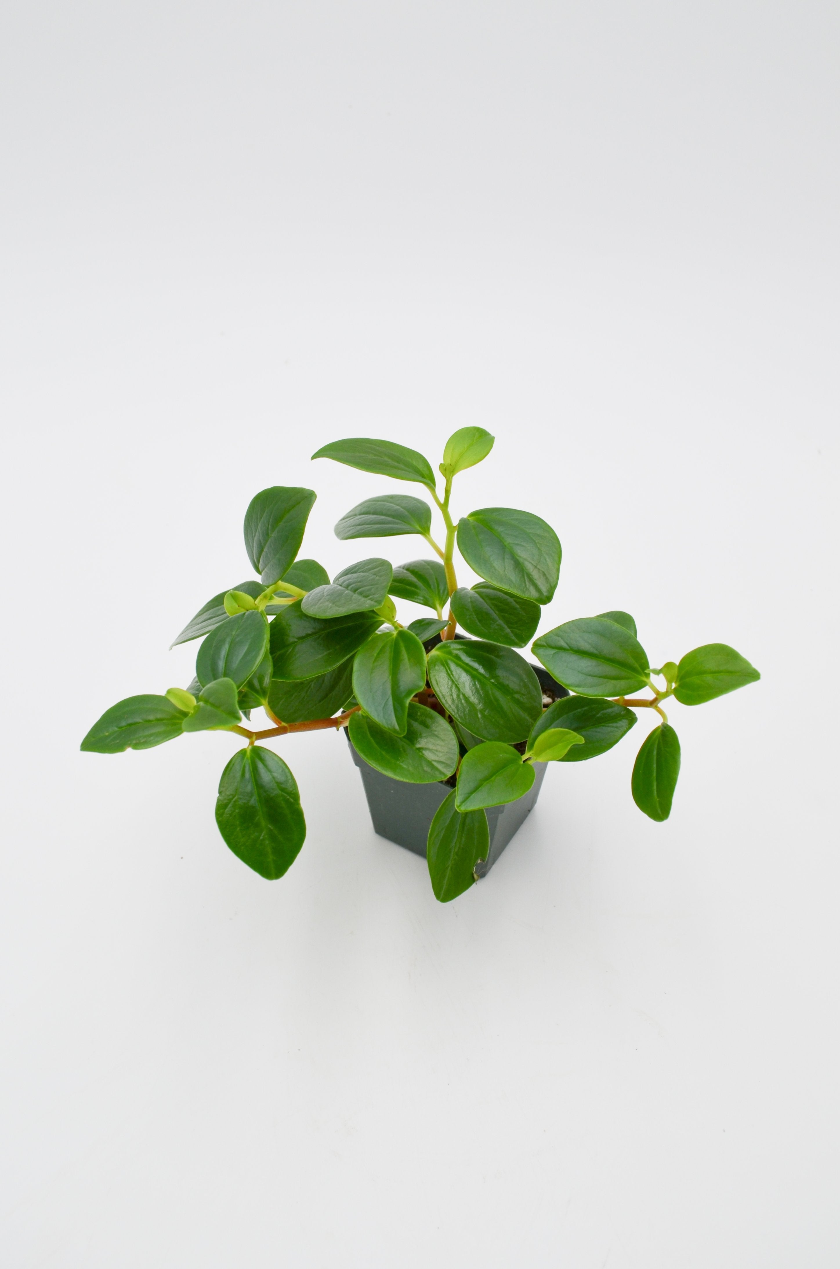 Peperomia Glabella/ Cubensis
