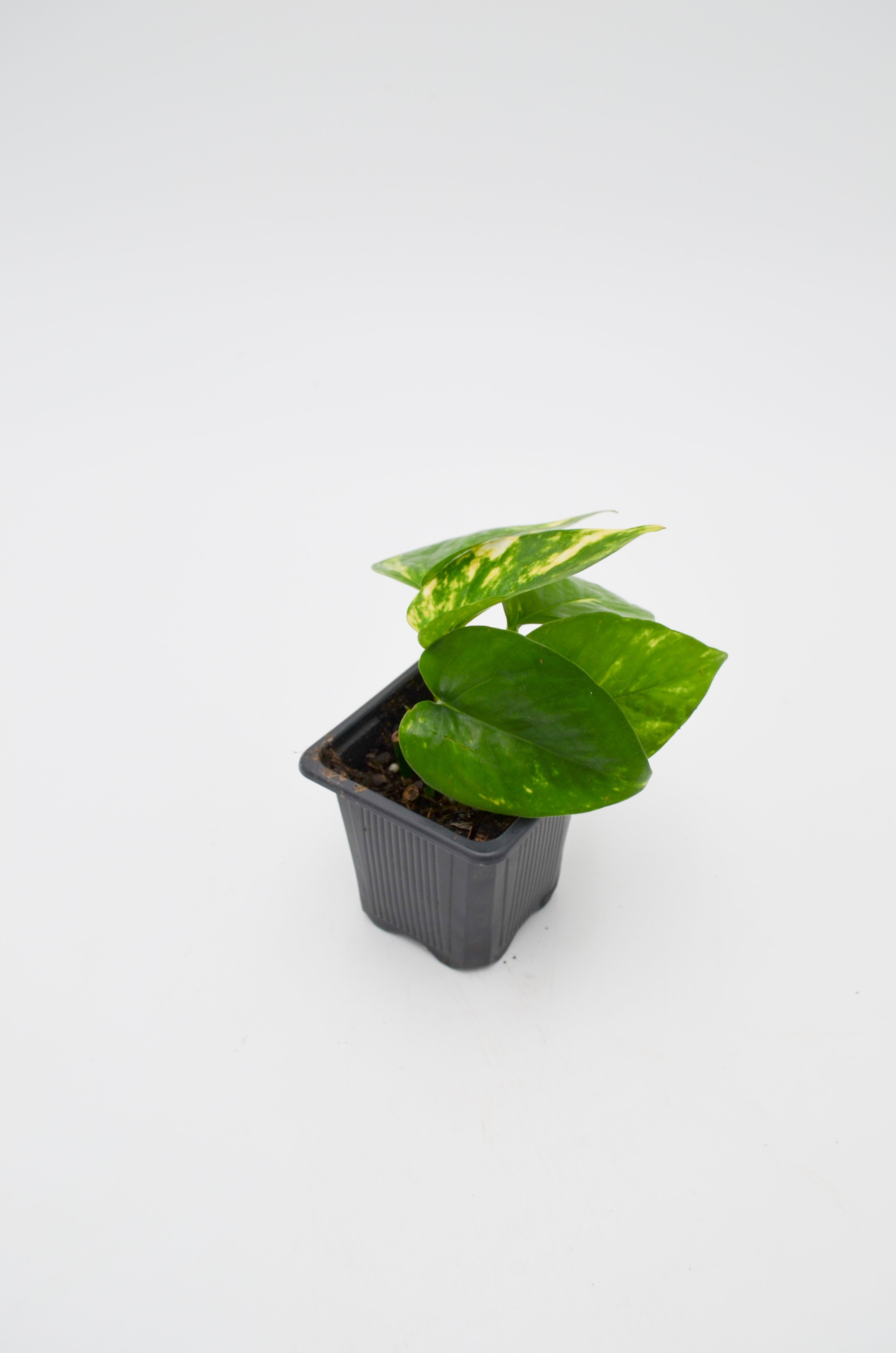 Pothos "Golden" (Epipremnum aureum)