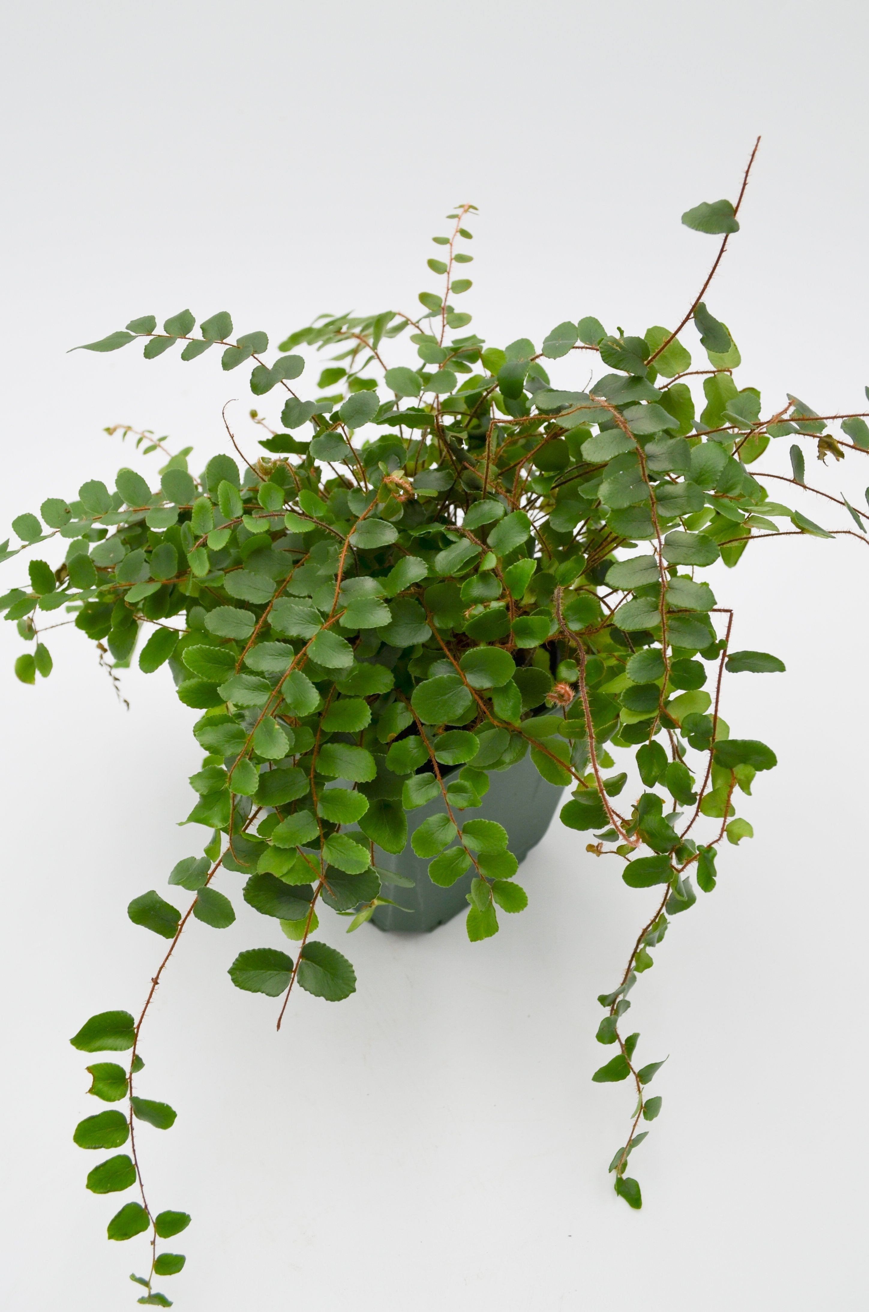 Button Fern (Pellaea rotundifolia)